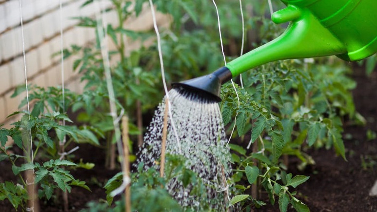  В июльскую жару приходилось носить по 8 леек воды каждый день