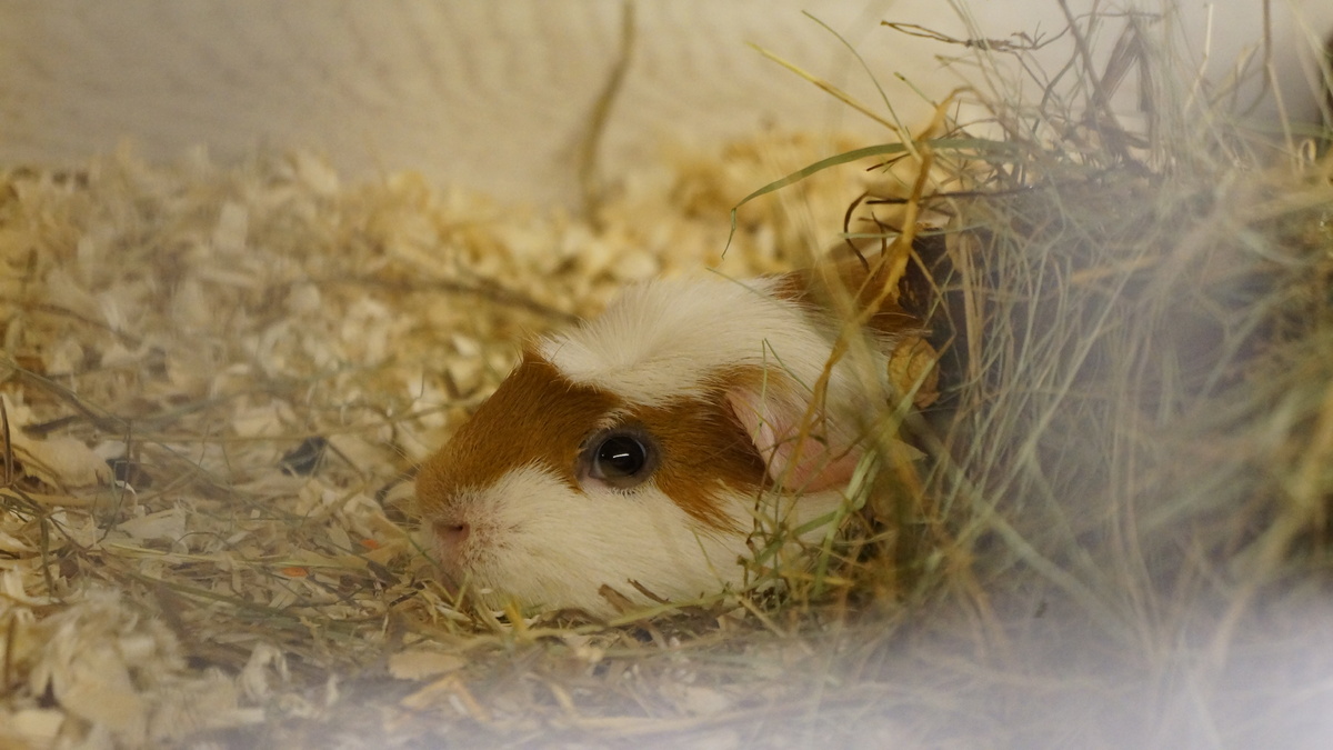 Иногда поешь и сразу хочется прыгать, а иногда - надо хорошенько переварить