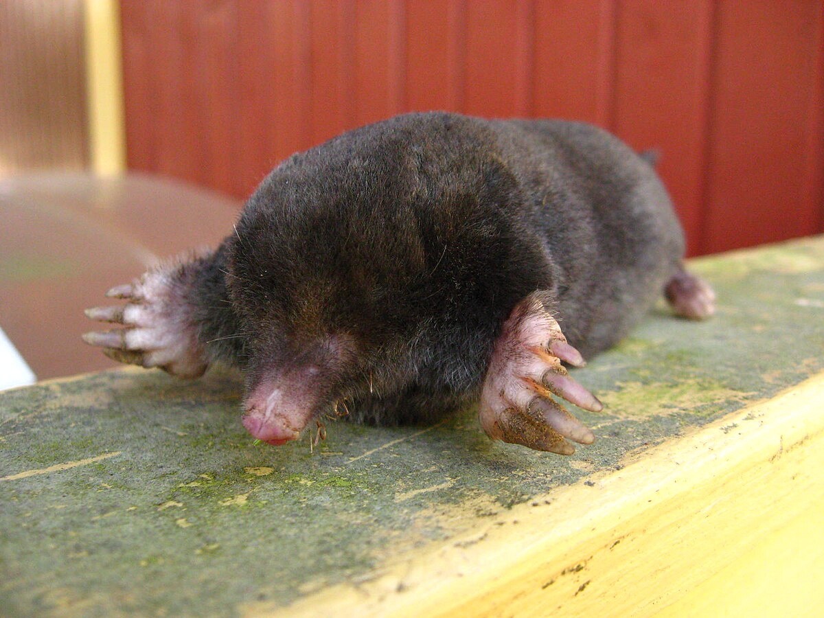 Крот обыкновенный. Фото: commons.m.wikimedia.org
