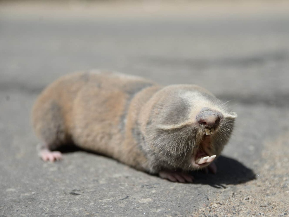 Слепыш обыкновенный. Фото: a-z-animals.com