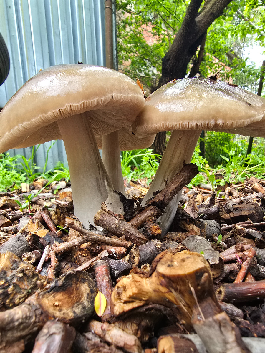 Грибы выросли неожиданно. Фото автора