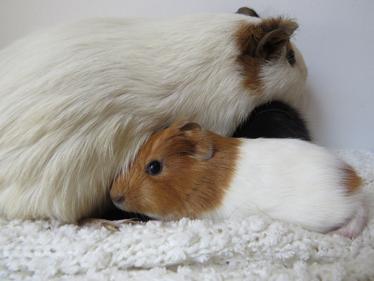 Все свинки очень дружные существа - в большинстве своем