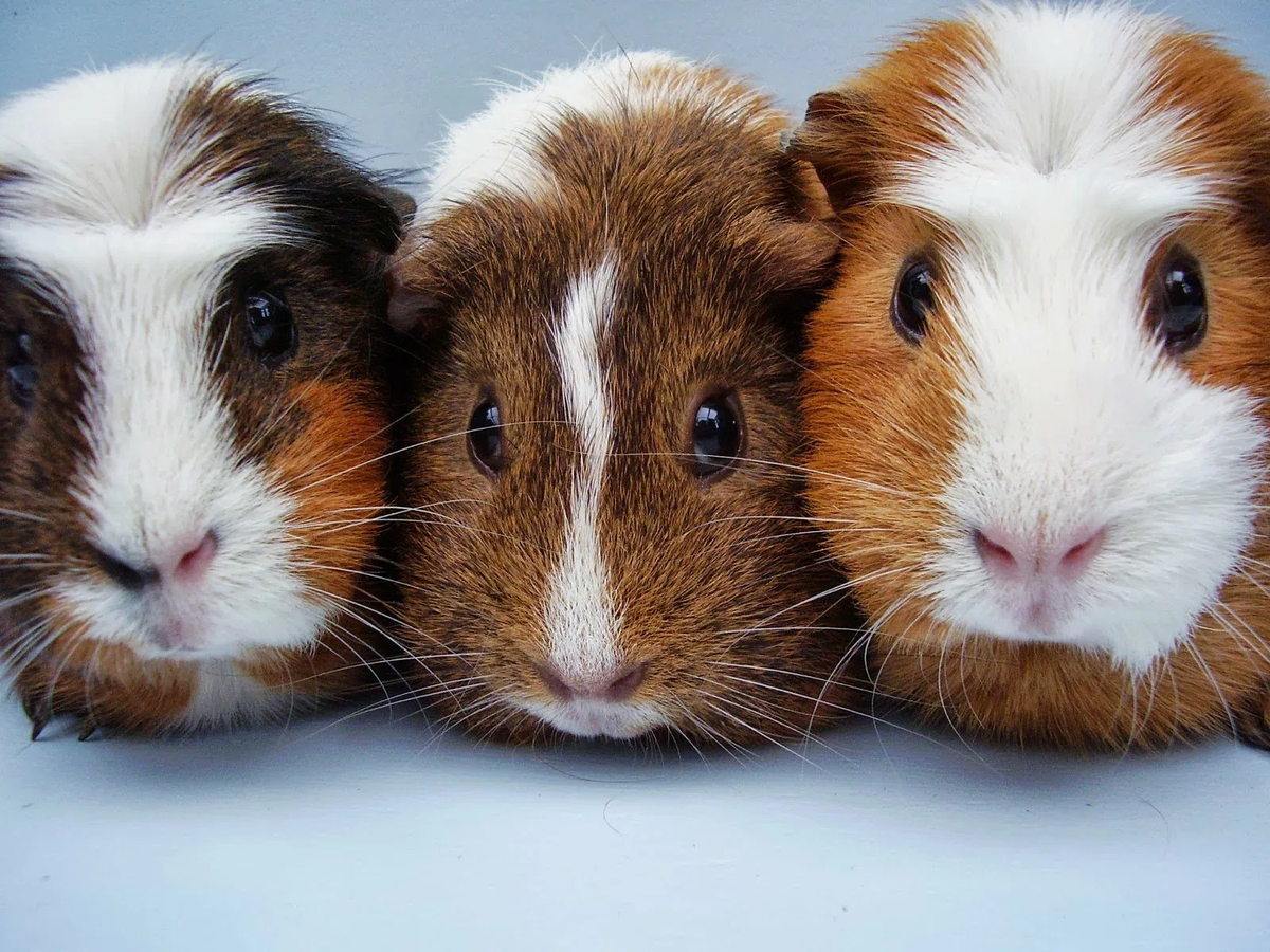 Если хочешь дружную морско-свинную семью - следуй инструкциям!