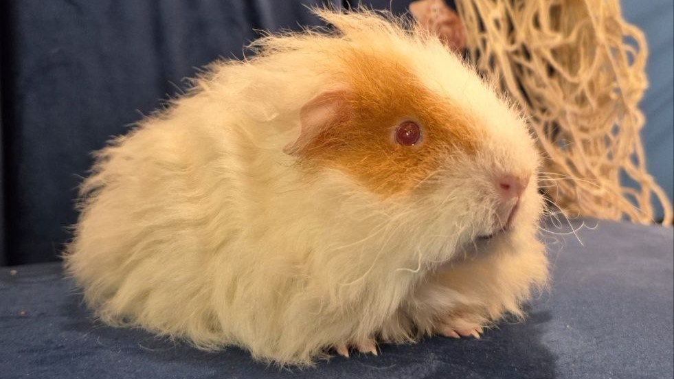 Представитель породы тексель: наша красивая Ария