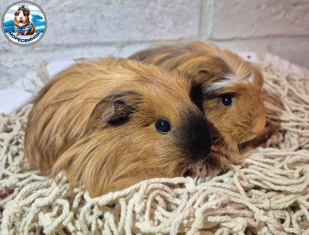 Наши шелти: Богема и Рапсодия