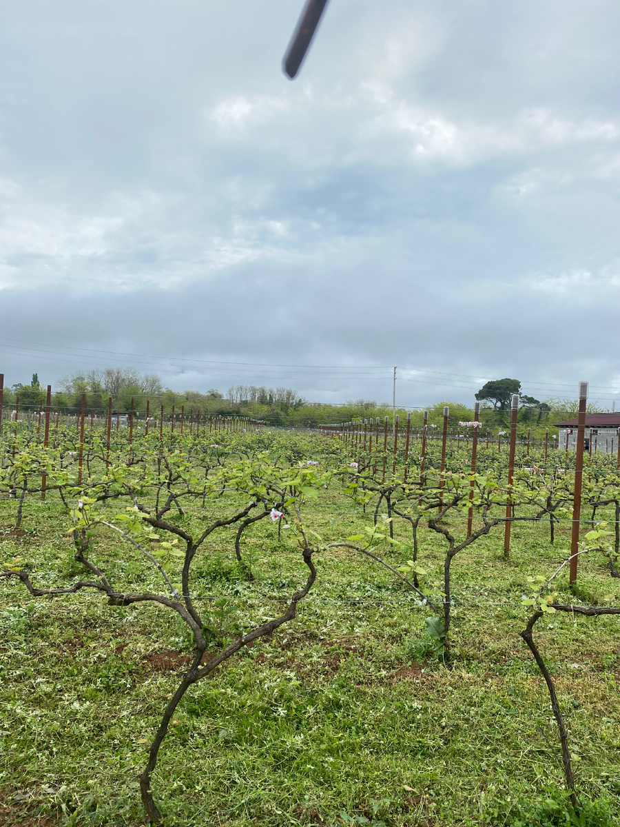 Виноград, начинает цвести