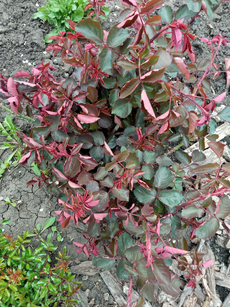 роза Софи Лорен