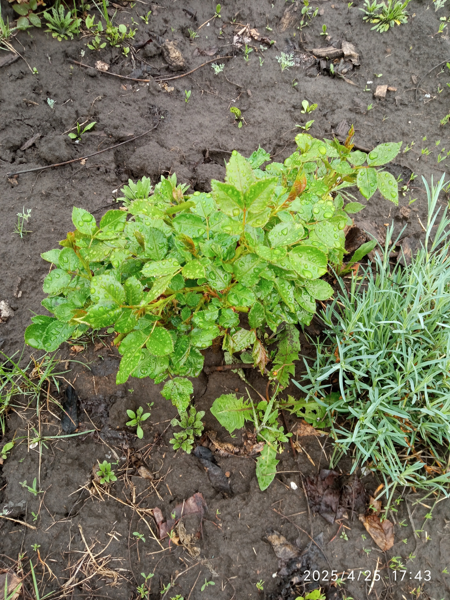 Роза Твайлайт Зоун