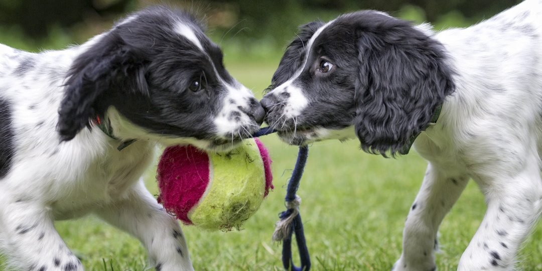 «Двух собак из помёта брать нельзя – будут драться»