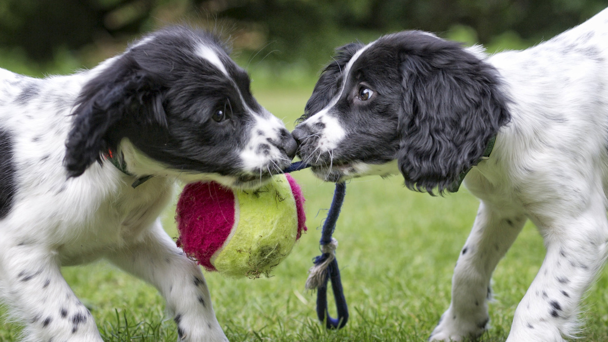 Конфликты и проблемы с излишней привязанностью возникают между собаками просто потому что все мы - разные. Фото dageldog/iStock