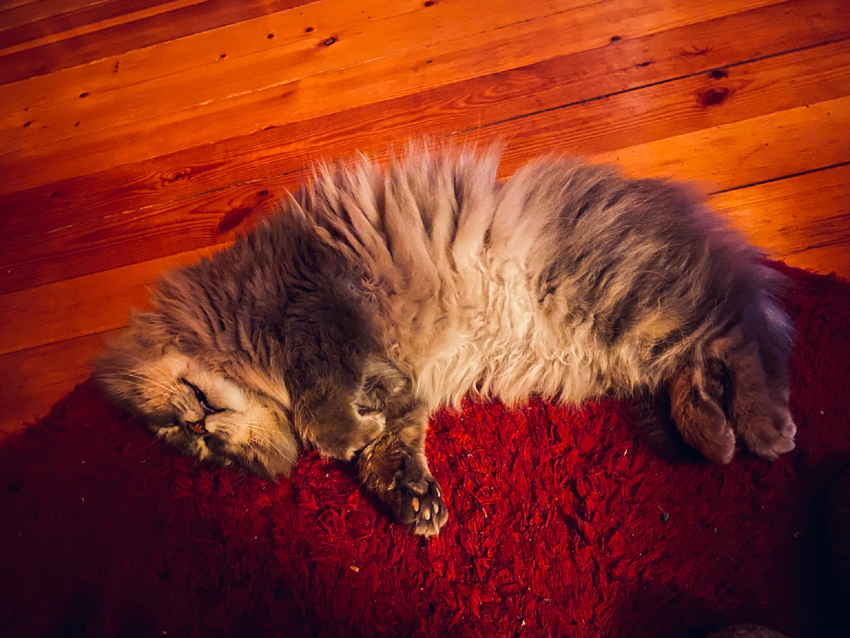 Любимый Филин красный коврик!