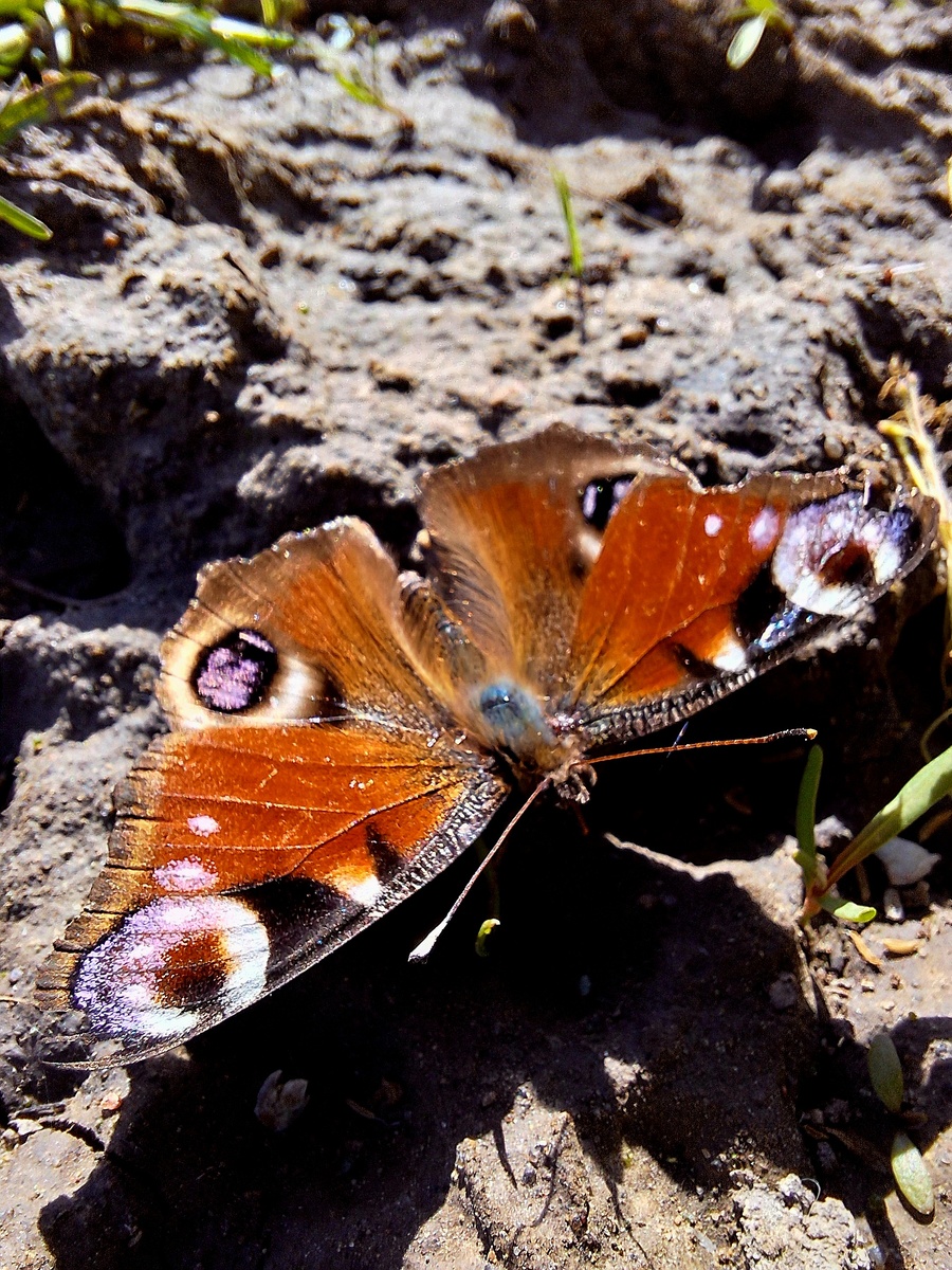 Молодая бабочка совсем никого не боится.