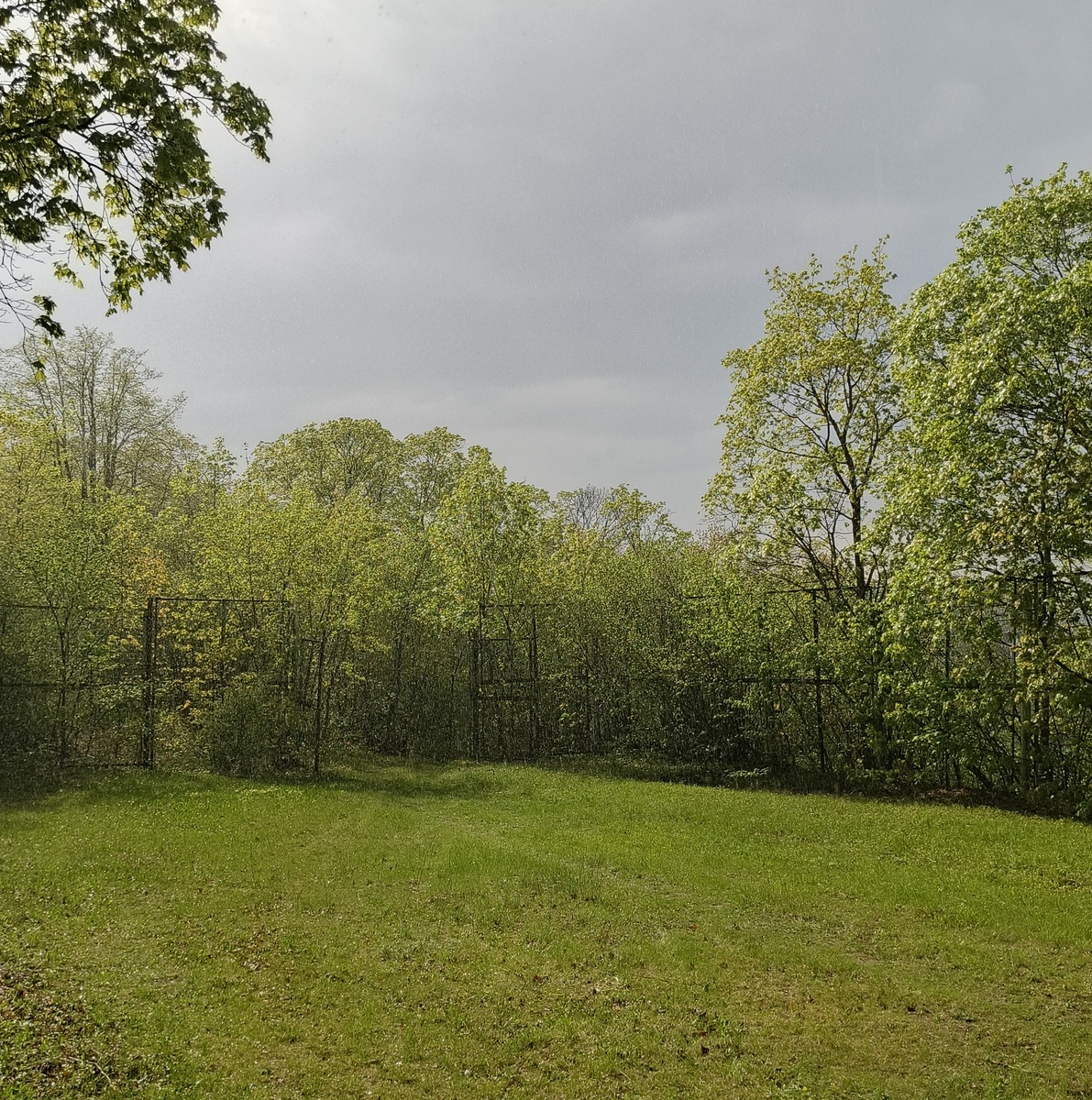 Вот такая лужайка на старой лыжной базе в посёлке Волжский Утёс. Промеж туч светит солнышко.