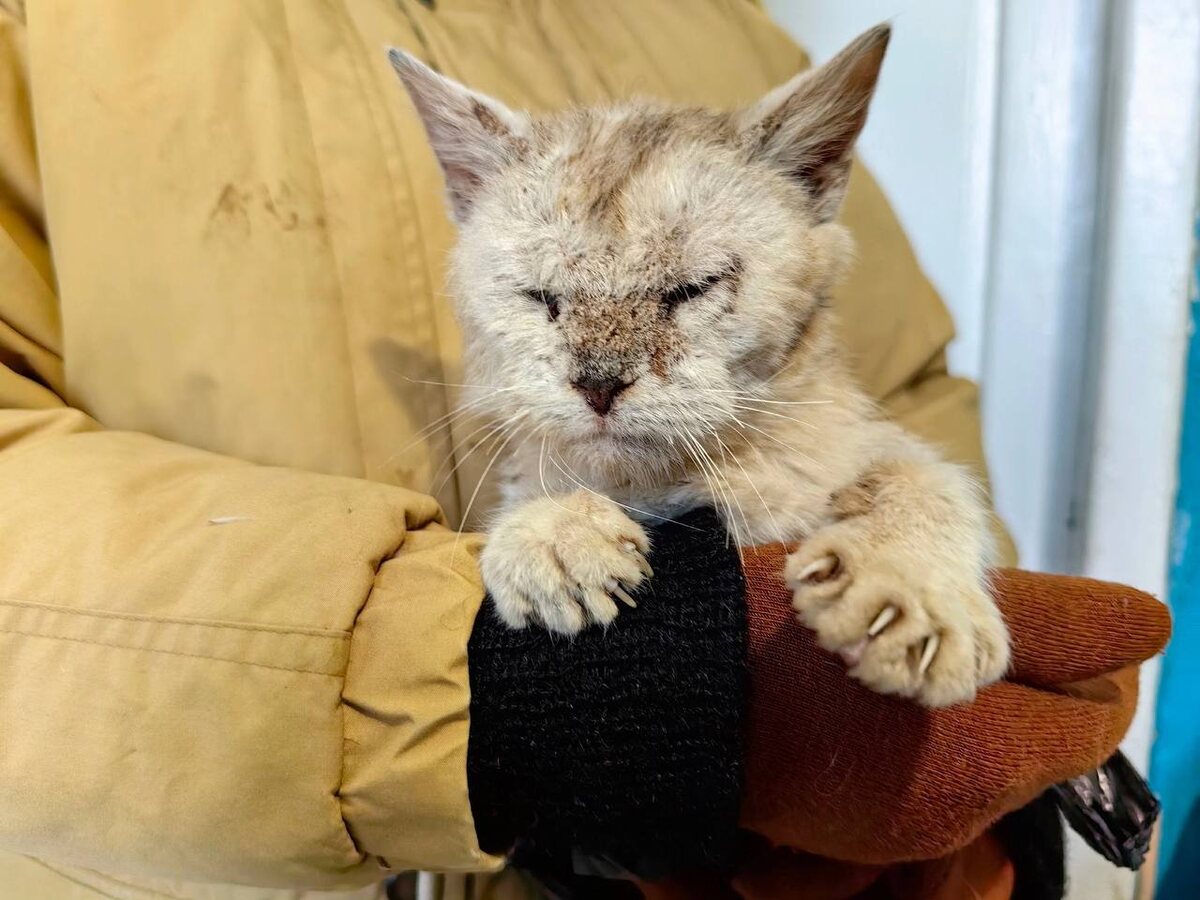 Так выглядят домашние коты после того, как оказываются выброшенными на улицу. Фото из архива автора