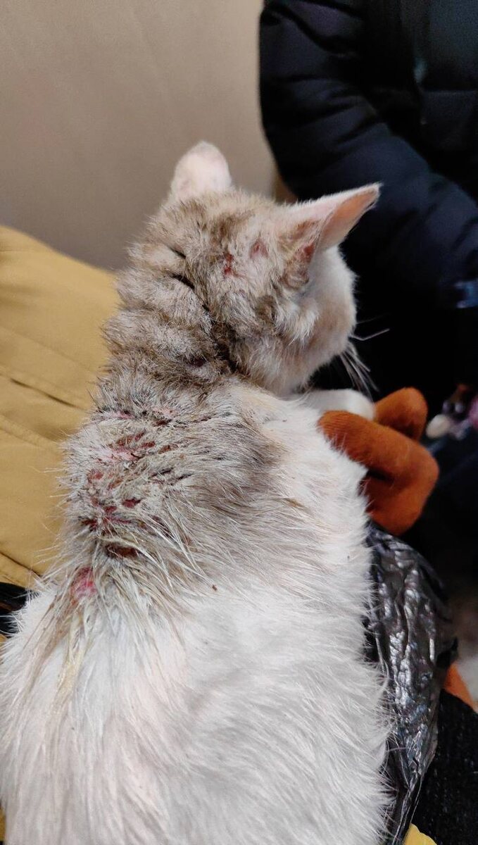 Расчесы на спине явно говорили о чесотке. Фото из архива автора