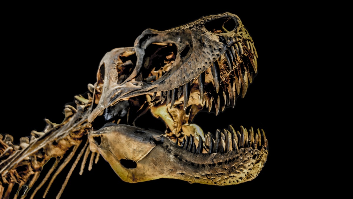    Богачи скупают скелеты T. REX и тормозят науку