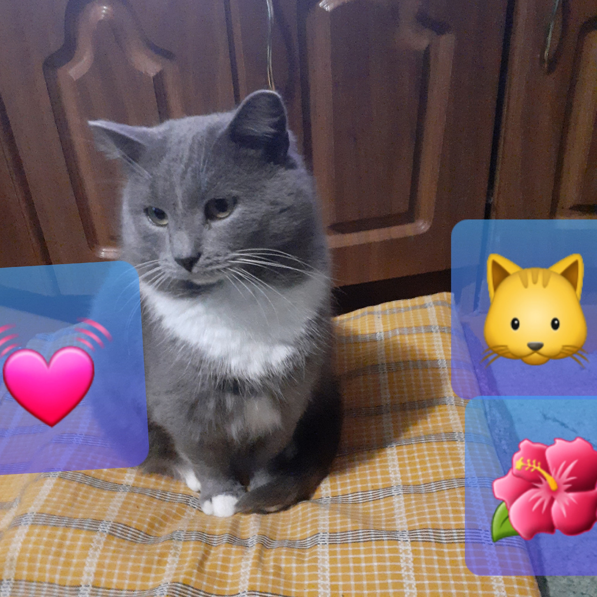 Вернулся🌺🐱💓