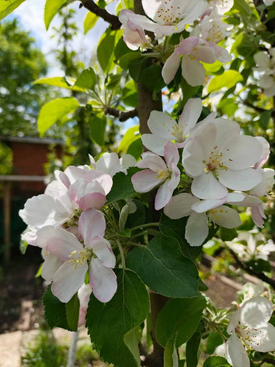 В одном мгновенье видеть вечность,                Огромный мир - в зерне песка,                        В единой горсти - бесконечность                   И небо - в чашечке цветка.                   Уильям Блейк.