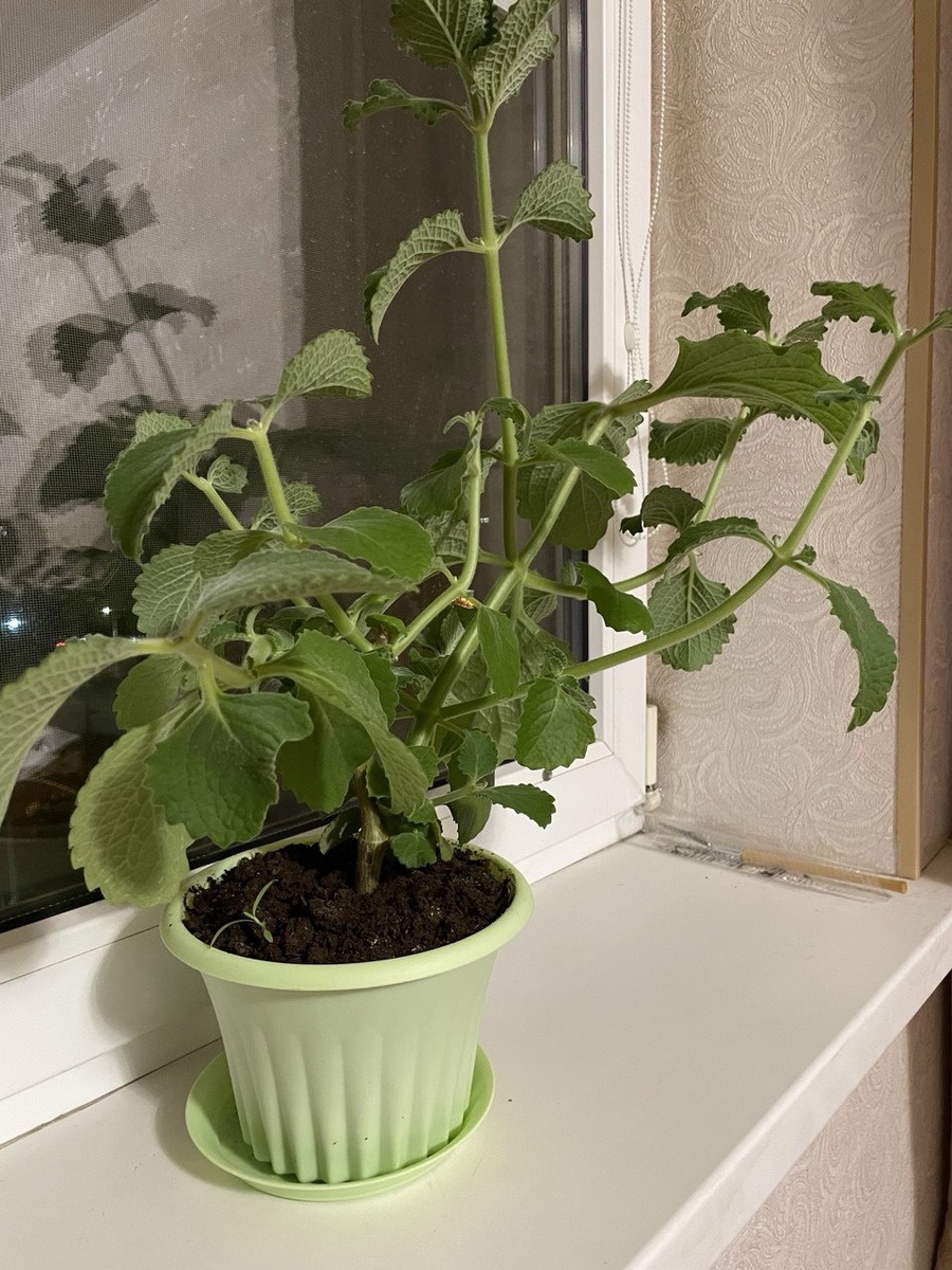 "Мятное дерево" на моем подоконнике