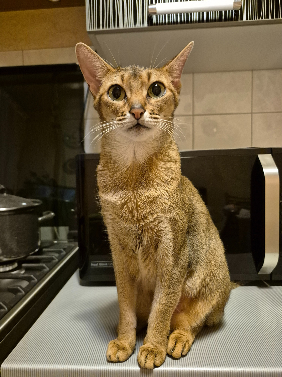 Кисуня,мой сладкий ушастик