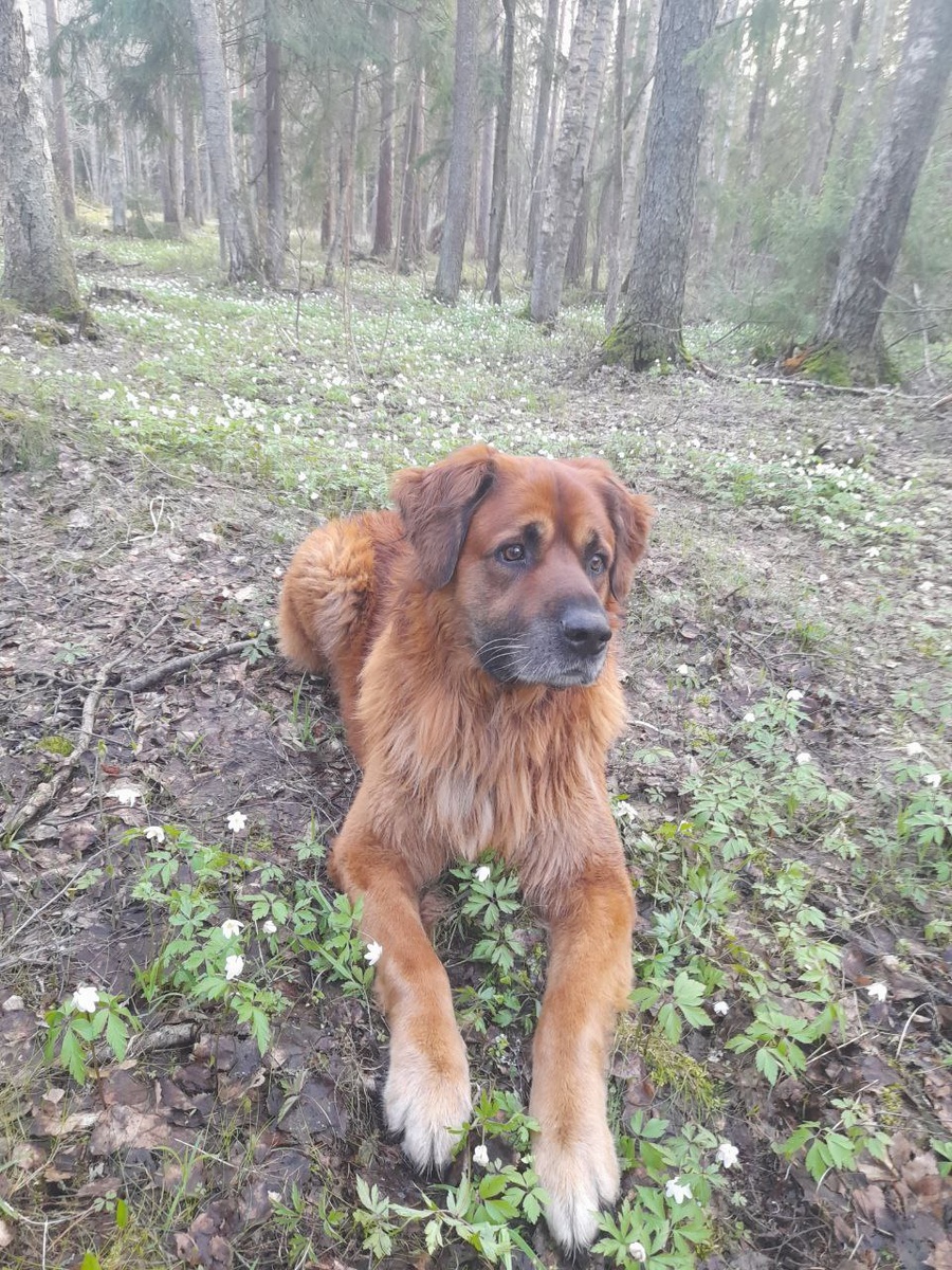 Подсохшая гадина в цветочках