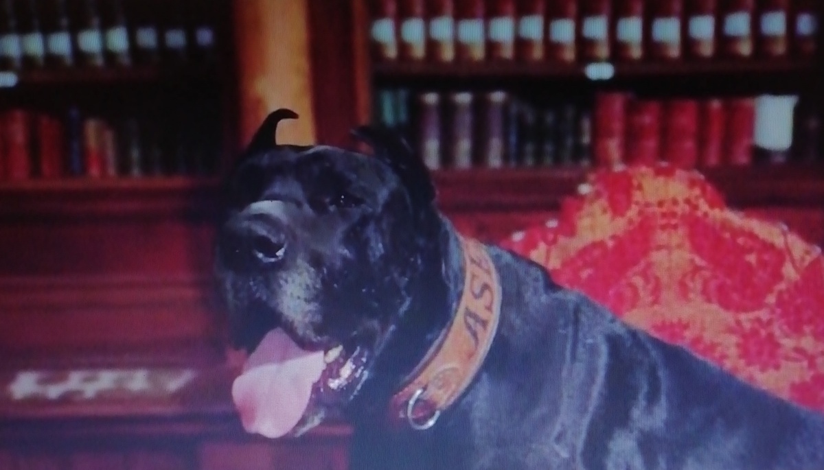 Кнопочка заняла своё кресло