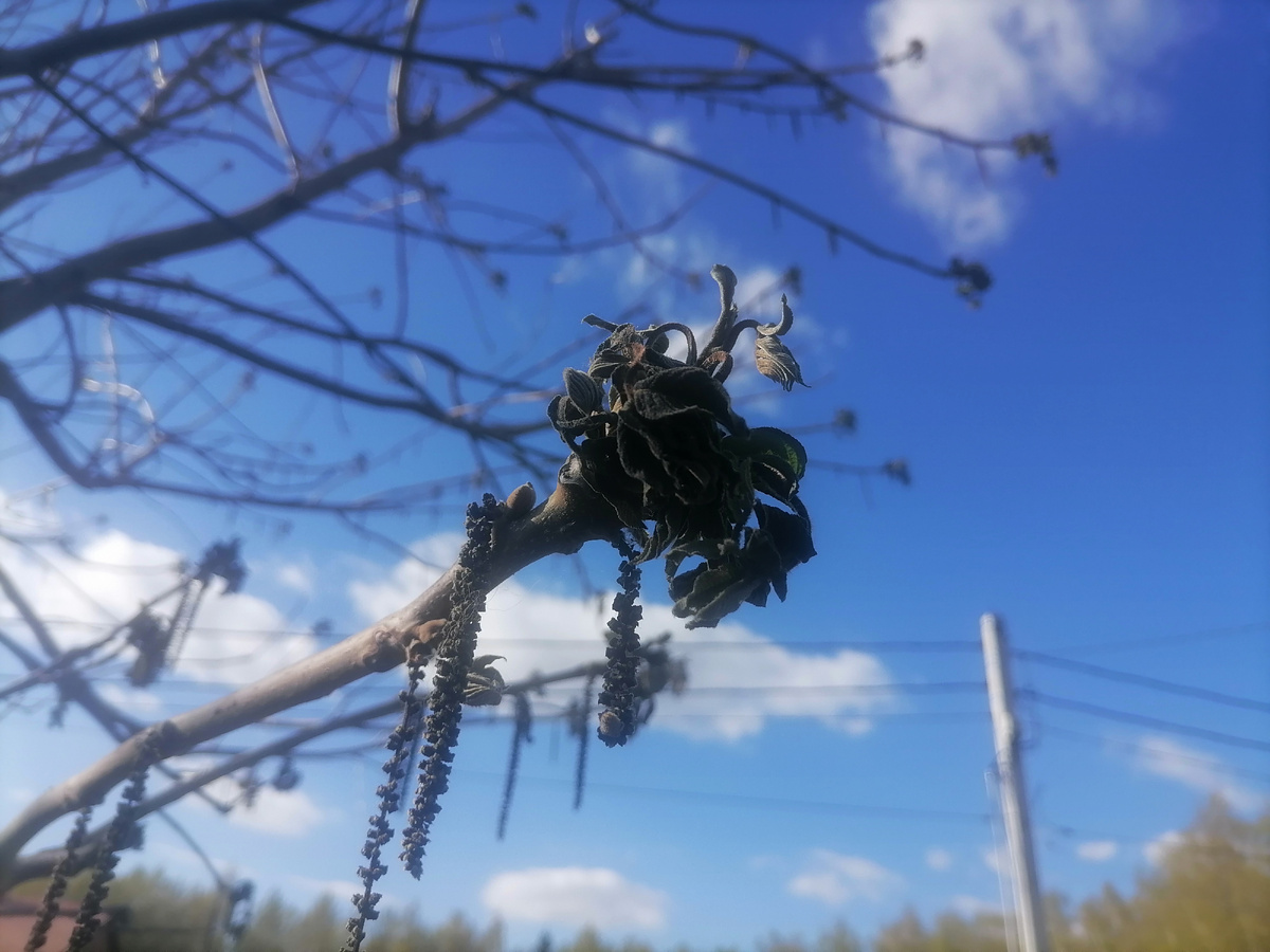 Маньчжурский орех замерз