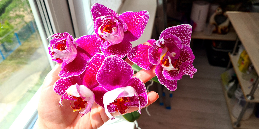 Орхидея фаленопсис Victoria Lace пелорик🍇