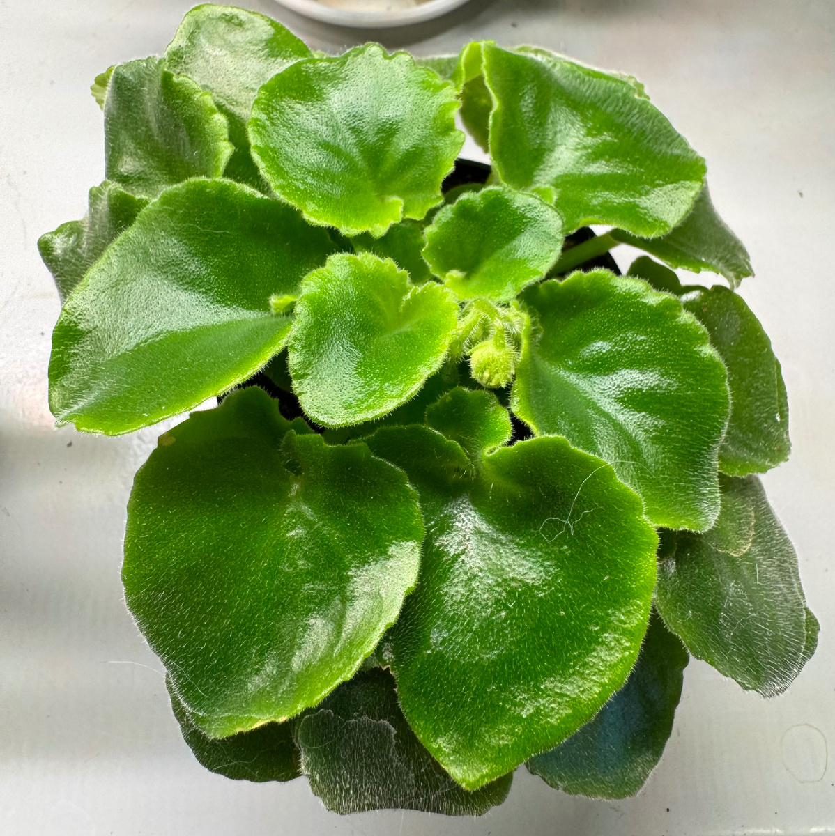 Irish Flirt (S.Sorano)