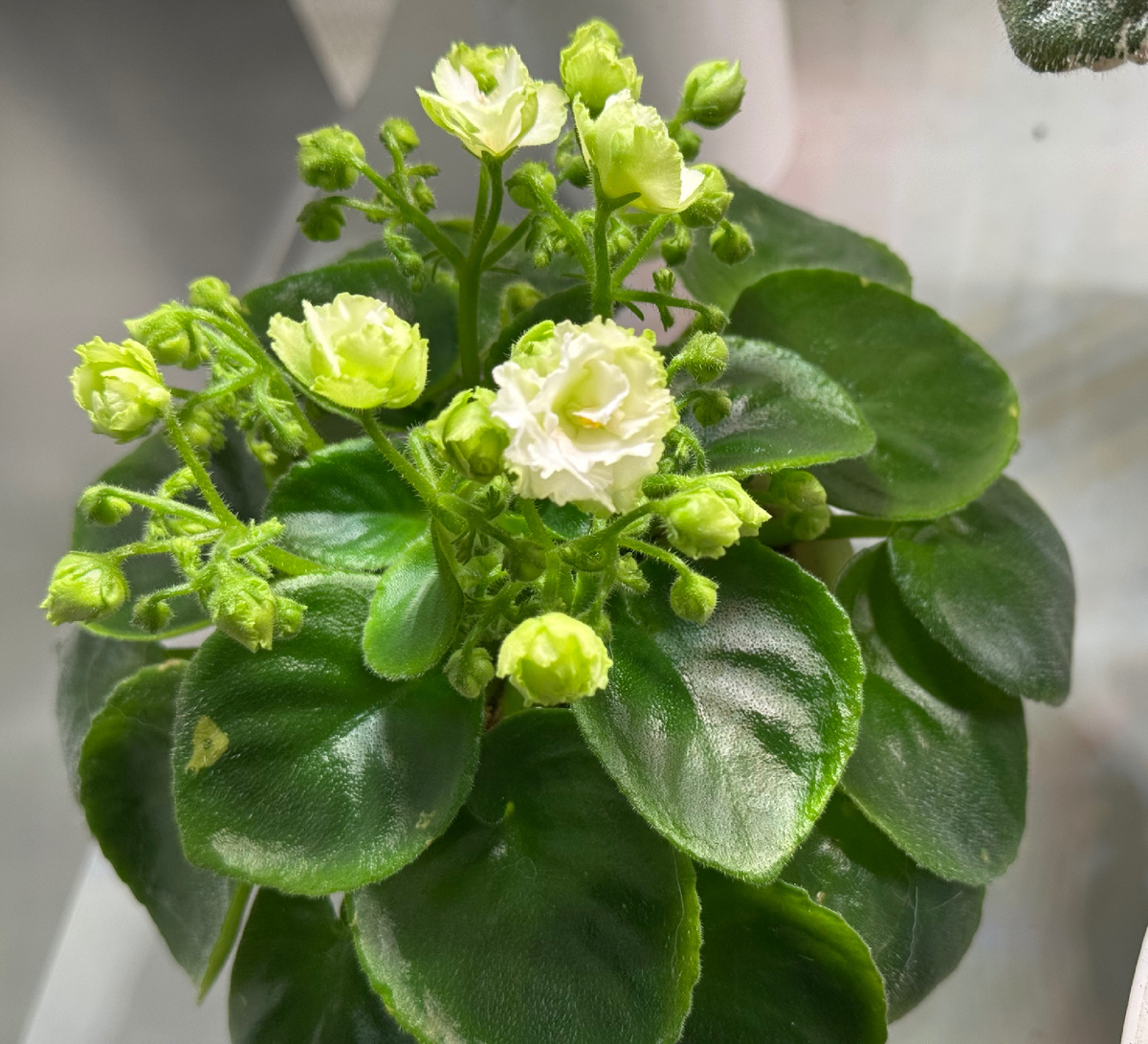 Irish Flirt (S.Sorano)