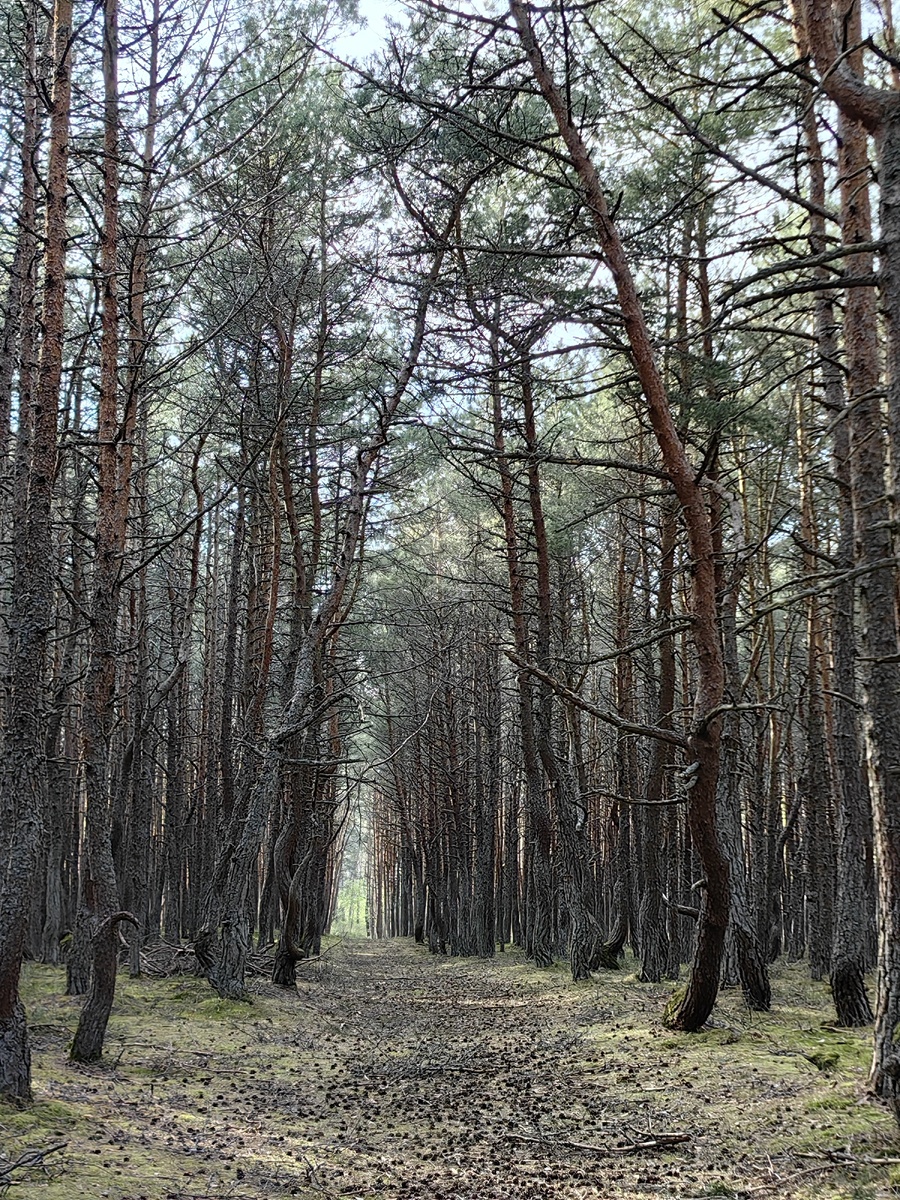 Танцующий лес на Куршской косе