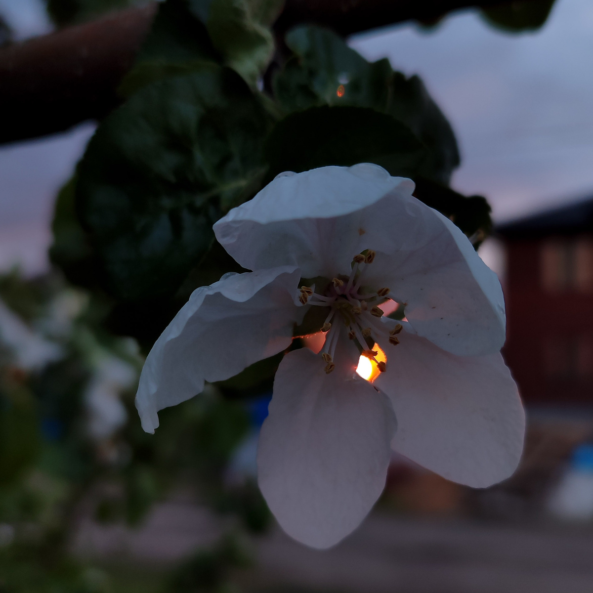 Цветок яблони на фоне заката. Фото автора. 