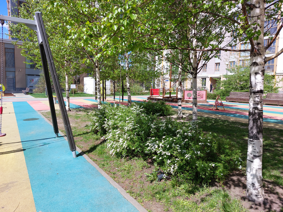 Берёзки на детской площадке