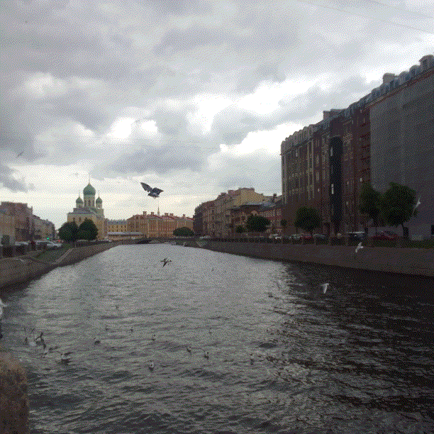 Чайки и голуби перед дождём.