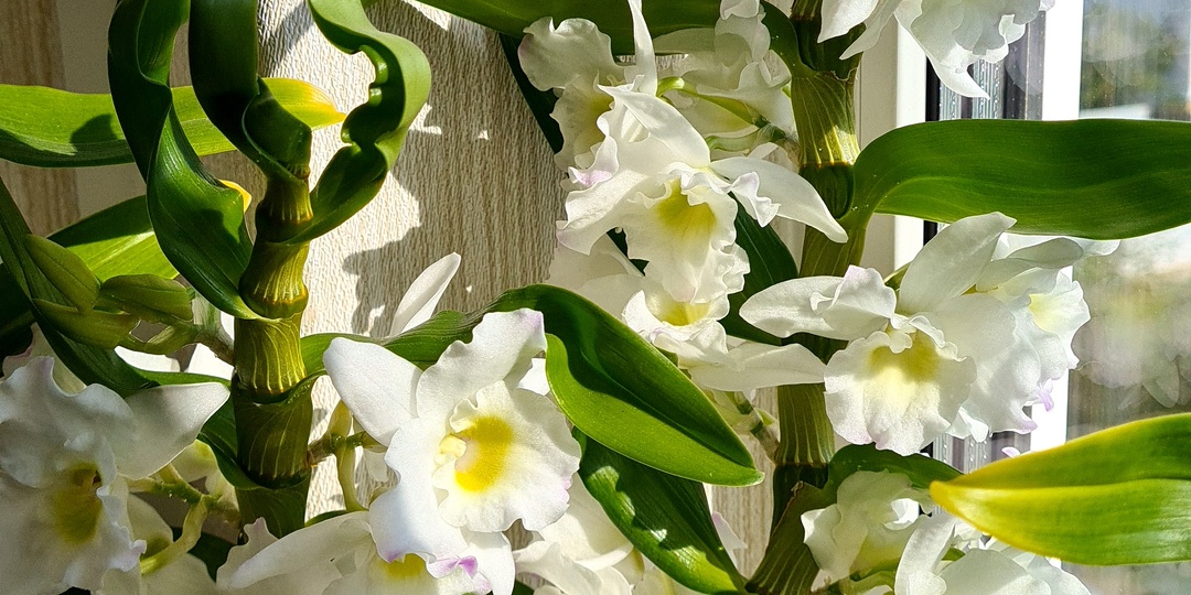 Дендробиум Нобиле🤍 Как подружиться? Как зацвести? Как ухаживать?