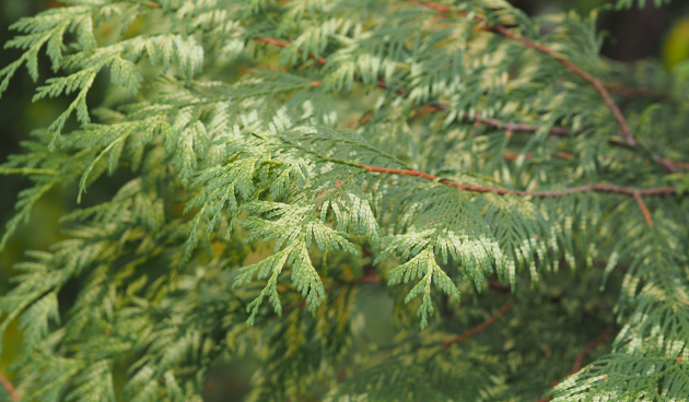    Кипарисовик Ивонне. Фото: shutterstock.com