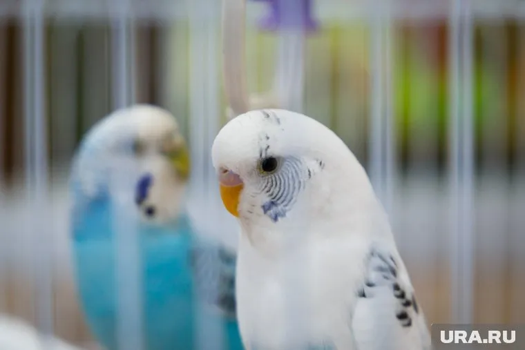 Спасатели пришли на помощь попавшей в беду птице
Фото: Илья Московец © URA.RU