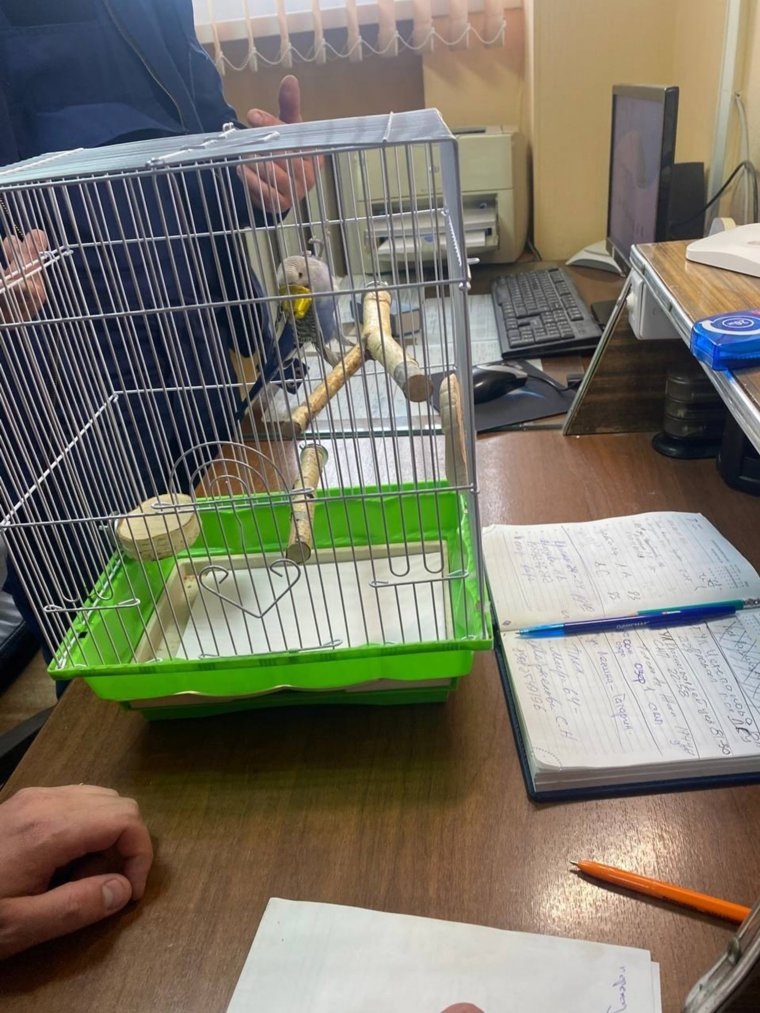 Волнистому попугаю потребовалась помощь спасателей
Фото:Поисково — спасательная служба КМО(16+)/ВК