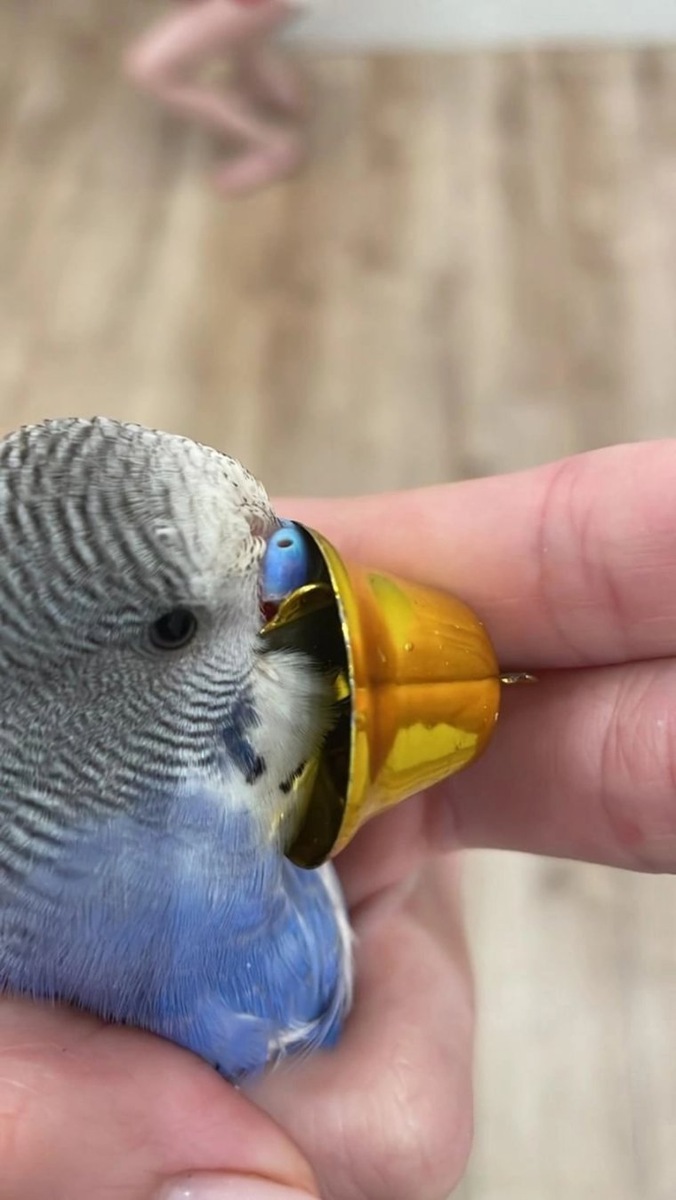 Птица застряла клювом в колокольчике
Фото:Поисково — спасательная служба КМО(16+)/ВК