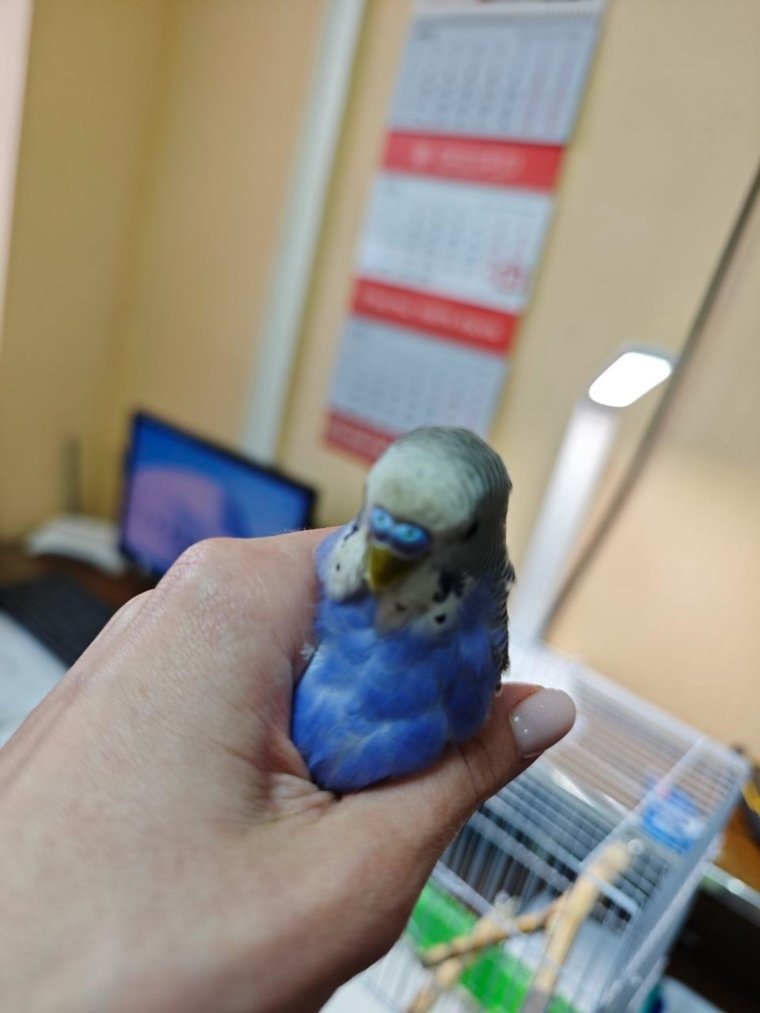 Спасатели освободили попугая из металлической ловушки
Фото:Поисково — спасательная служба КМО(16+)/ВК