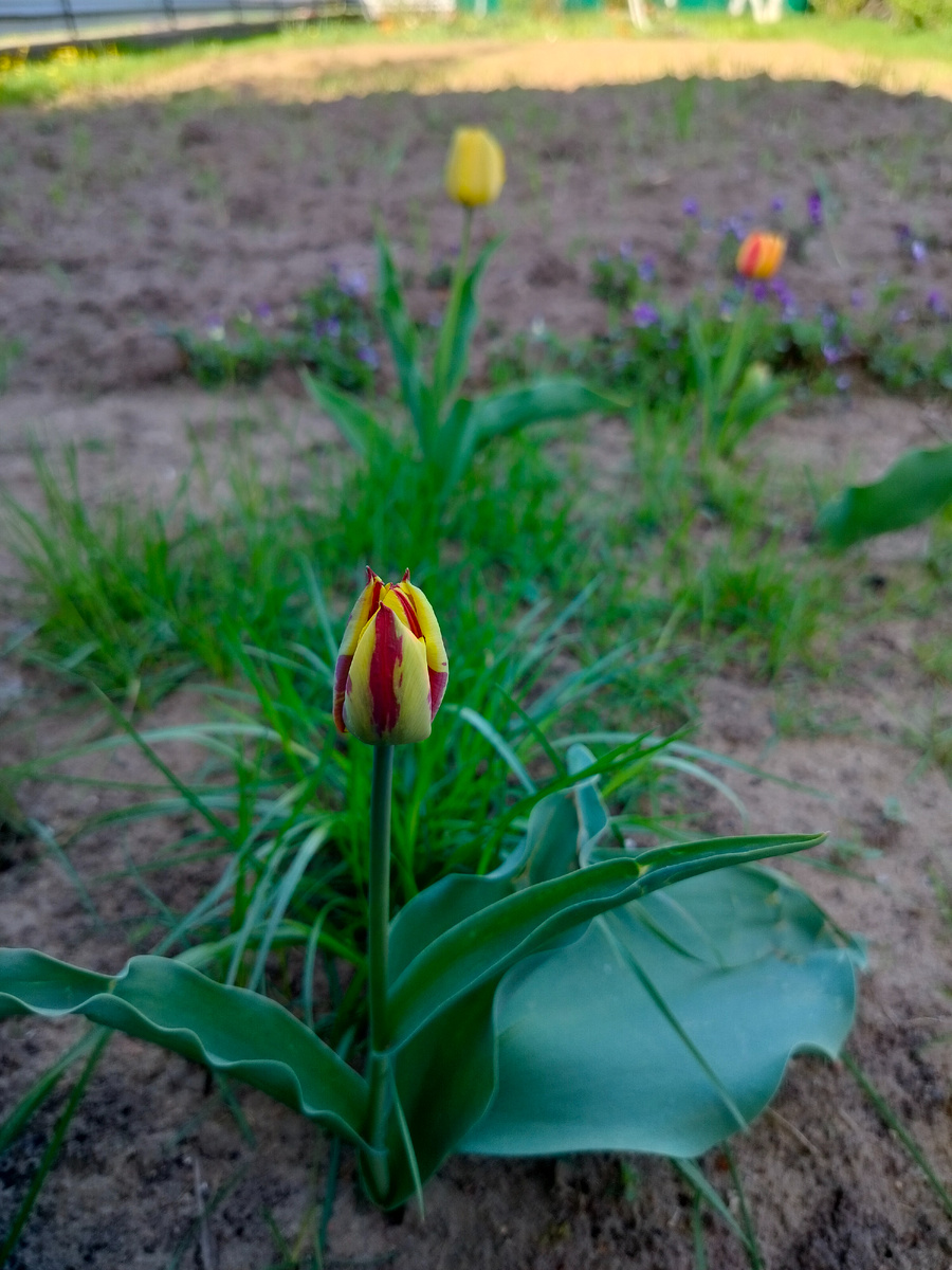 Разные тюльпаны
