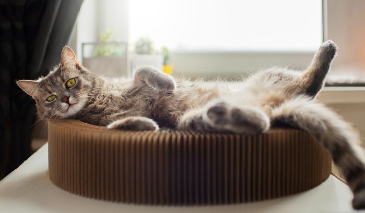     Как сделать интерьер pet-friendly, но при этом стильным