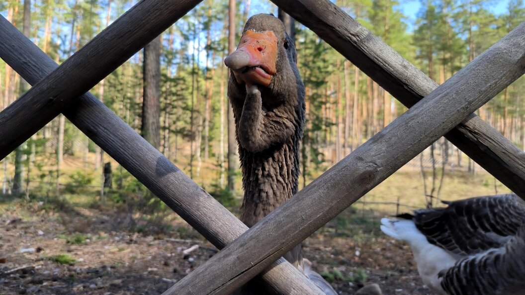    Фото: Maksim Konstantinov/Global Look Press