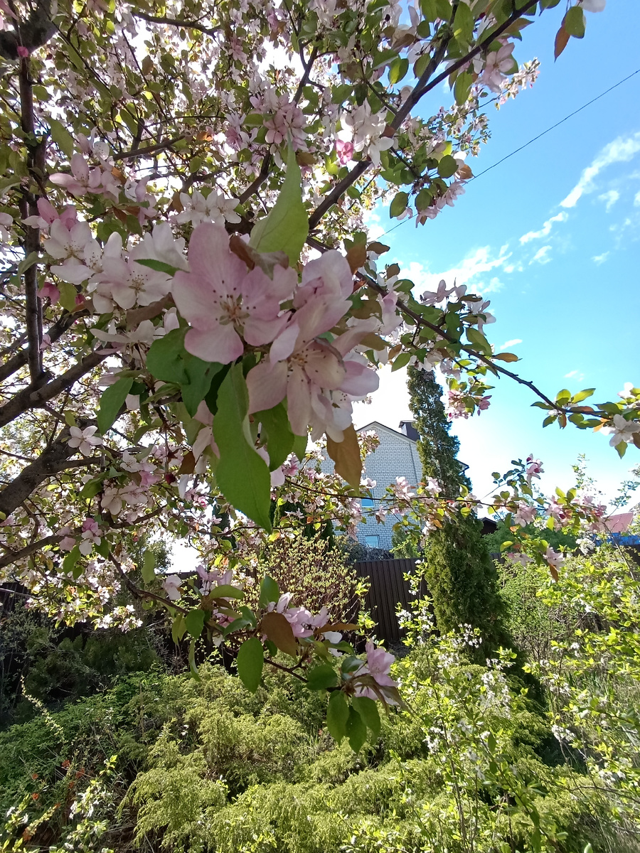 Персик цветёт