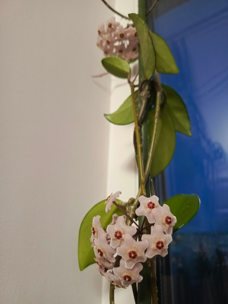 Опять расцвела любимая хойя.