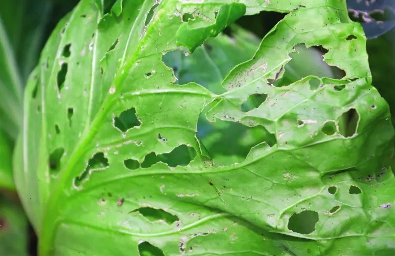 Рис 1. Съеденная капуста.