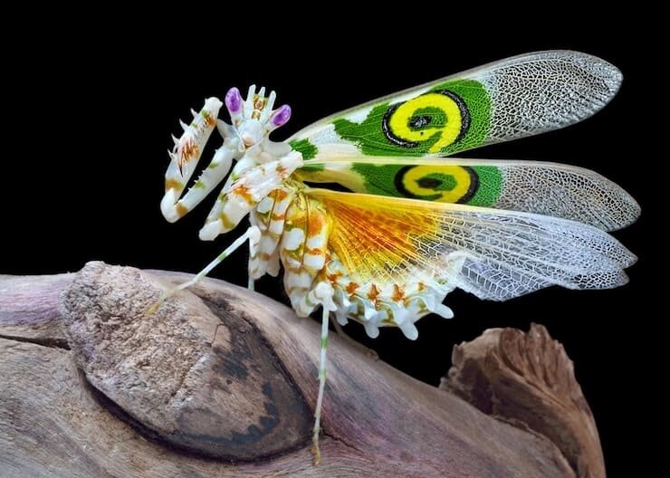    (Pseudocreobotra wahlbergii)