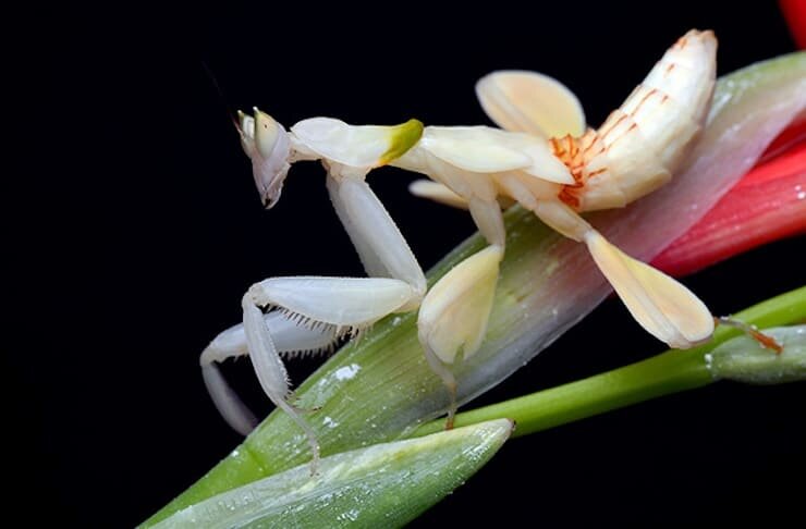   (Hymenopus coronatus)
