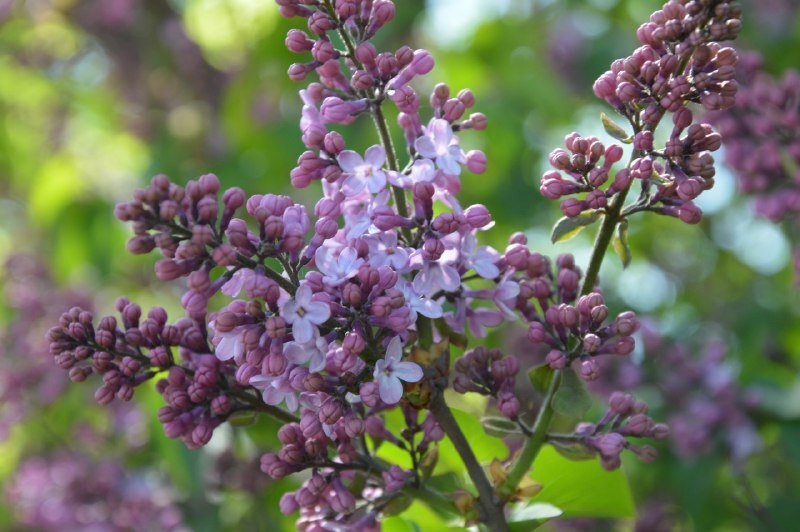    Фото Светланы Журавка Ольга Дмитриенко