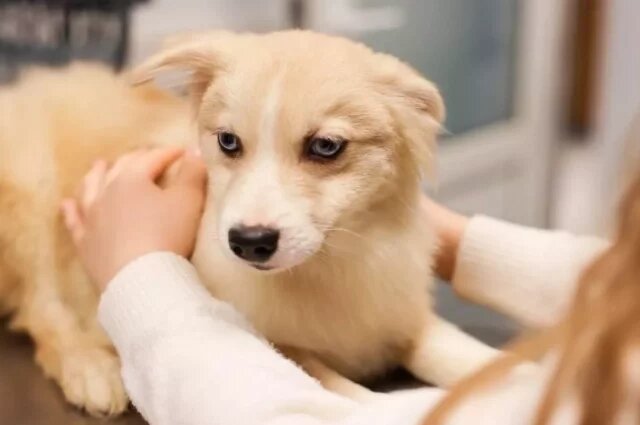    Как приучить щенка к пеленке: пошаговая инструкция